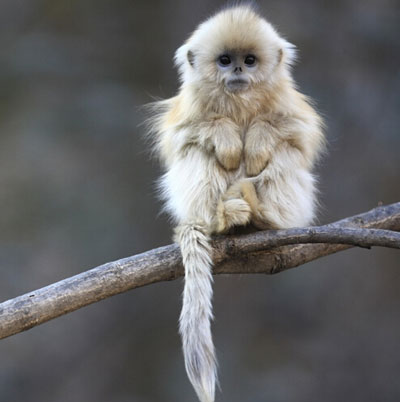 2016年猴宝宝在黄历几月出生比较旺父母?