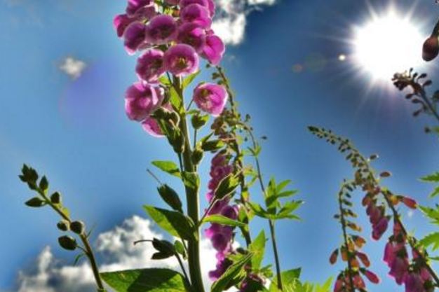 2018年三伏天时间表 - 日历网