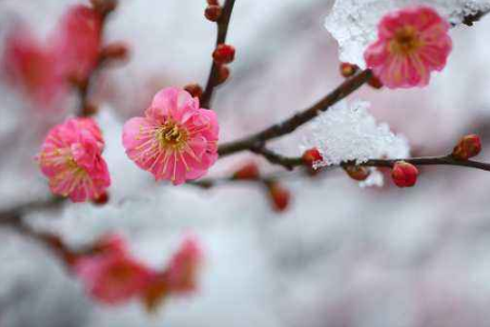 小寒节气相关的农谚 描写小寒的农谚有哪些