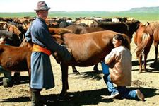 马奶节是哪个民族的节日
