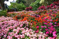 赏花节是哪个民族的节日