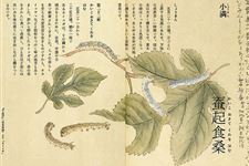 日本七十二物候:小满三候
