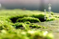 小暑节气吃哪些传统食物