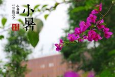 小暑风催早豆熟后面是什么