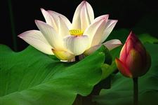 大暑养生在各个方面要注意什么