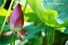 大暑节气通过哪些方法补水 大暑节气补水的方法