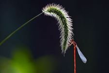 2017年处暑节气是哪一天 今年处暑节气的具体时间