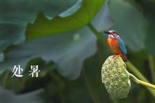 处暑节气农事有哪些 处暑对农事有哪些影响