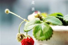 关于处暑的农谚有哪些 处暑农谚大全