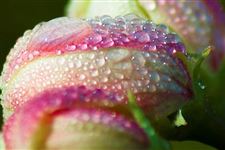 二十四节气之寒露后面是什么节气