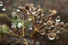 寒露养生 寒露时节如何防止感冒来袭