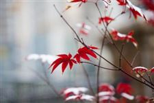 2017年小雪是几月几日 2017年小雪的时间