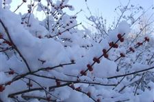 关于小雪节气的诗 小雪节气的古诗有哪些