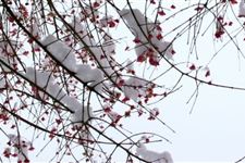 2017年小雪短信祝福语推荐 2017年小雪短信祝福语有哪些