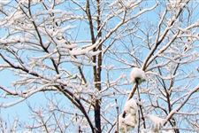 小雪是什么意思 小雪代表什么