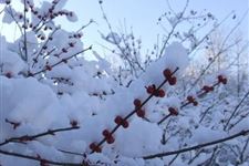 小雪节气的意思是什么