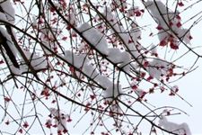 细述小雪的含义是什么