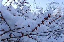 2017年小雪节气的祝语短信 2017年小雪短信祝福语推荐