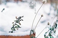 小雪节气排行小雪是二十四节气中第几个节气