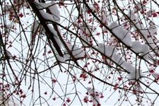 关于描写小雪节气的句子大全 小雪节气句子推荐