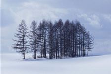 小雪(每年11月21日-23日)