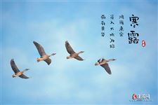 3.寒露三候:鸿雁来宾,雀入水为蛤,菊有黄华