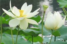 什么时间入伏,几号入伏,入伏时间,2018年入伏是哪一天