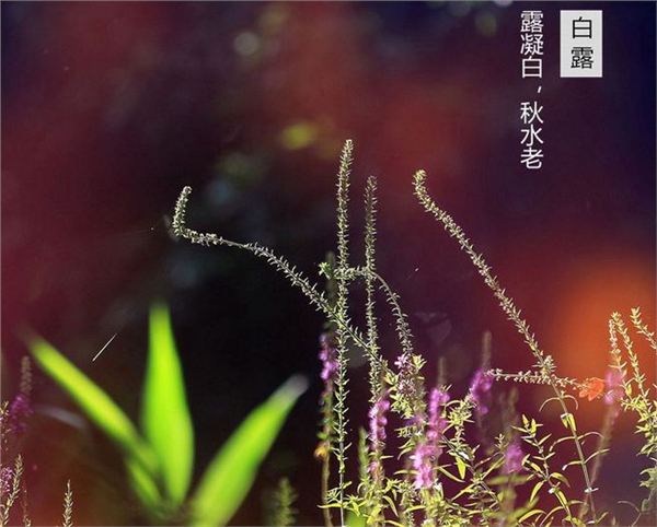2017年白露是哪天