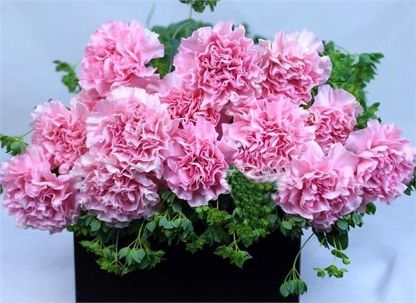 教师节一般送老师什么花比较好