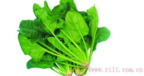 菠菜是什么季节产的 6356808608238856262348417.jpg