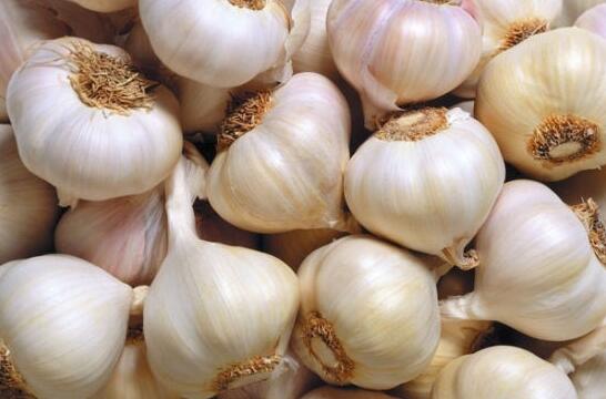 怎么选大蒜种子 6360642223542151595975533.jpg