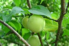 立夏吃什么水果