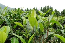 立夏农民忙农事