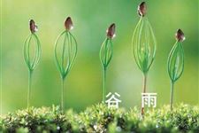 谷雨时节的养生提要