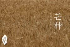 24节气之芒种 芒种是什么意思