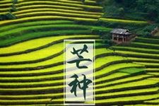 芒种民俗:芒种安苗是什么地方的