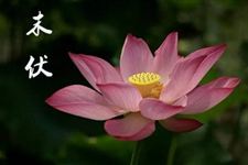 2017年末伏是哪天结束