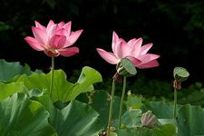 末伏是什么意思 末伏代表什么