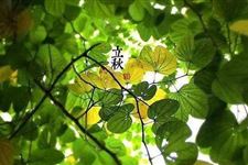 2018年什么时候立秋