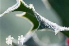 2017年霜降可不可以搬家