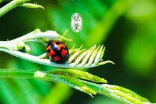 2019年惊蛰是几月几日: