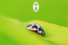 什么是惊蛰