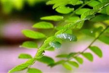 2018年入伏一伏二伏三伏是几号 2018年入伏时间