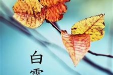 白露(每年9月7日-9日)