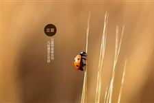 6.立夏的诗句,有哪些关于立夏的诗句