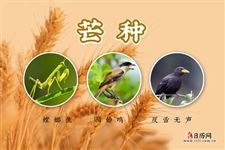 3.芒种三候:螳螂生,鹏始鸣,反舌无声