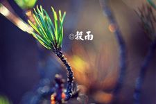7.谷雨图片,关于谷雨节气的图片大全