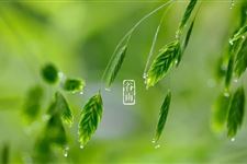 10.谷雨谚语,关于谷雨的农谚