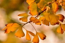 2018年8月7号几点立秋