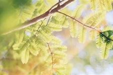 早立秋和晚立秋的区别